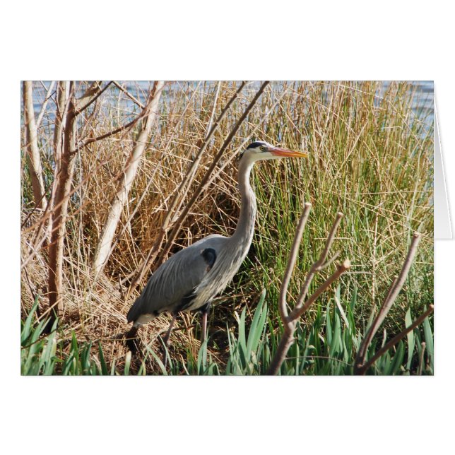 Heron Enjoying Sunshine (Vorderseite (Horizontal))