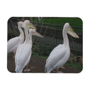 Heron Family 3"x4" Magnet