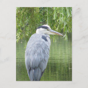 Heron fermer Carte postale