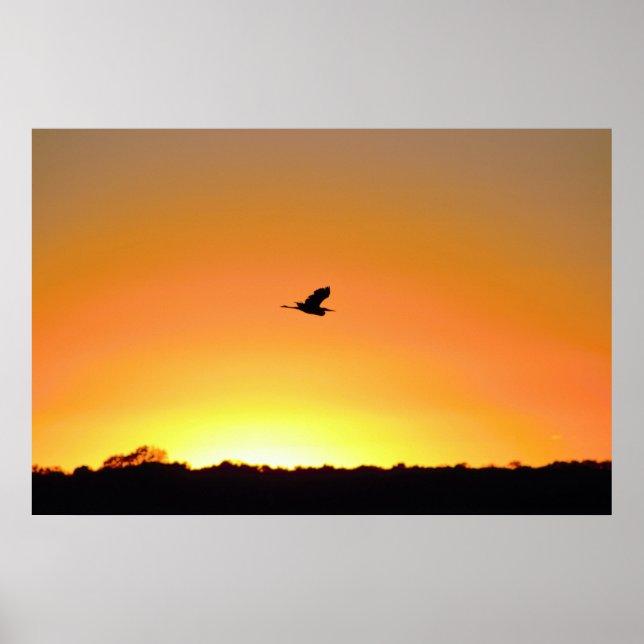 Heron Flying am Sunset Foto Poster (Vorne)