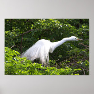 Heron Foto Poster