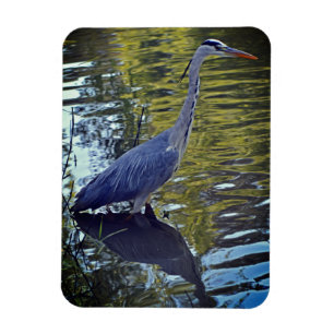 Heron Fütternd im Teich bei RHS Wisley, Vereinigte Magnet