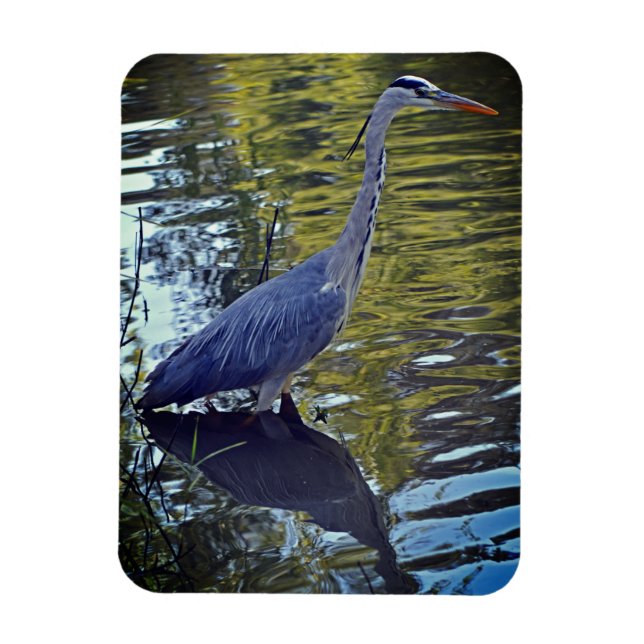Heron Fütternd im Teich bei RHS Wisley, Vereinigte Magnet (Vertikal)