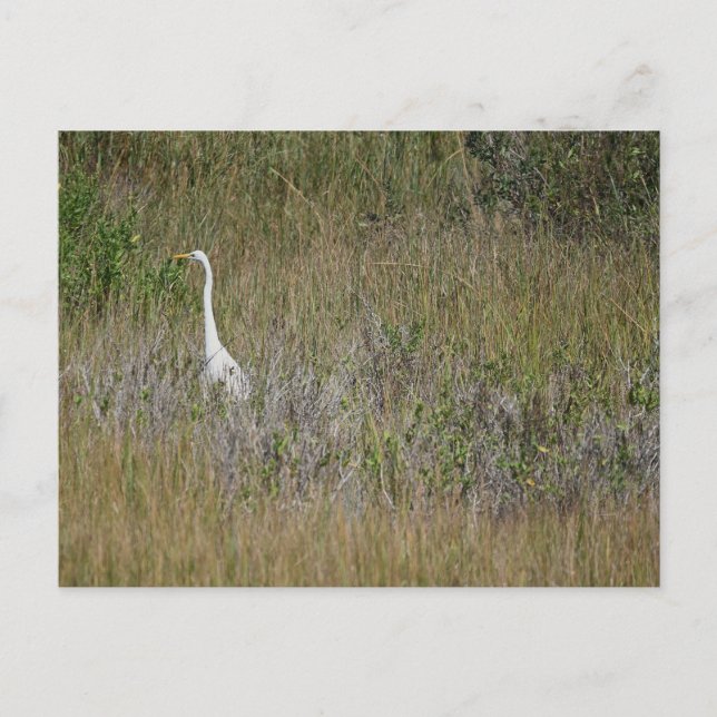 Heron im Gras Postkarte (Vorderseite)