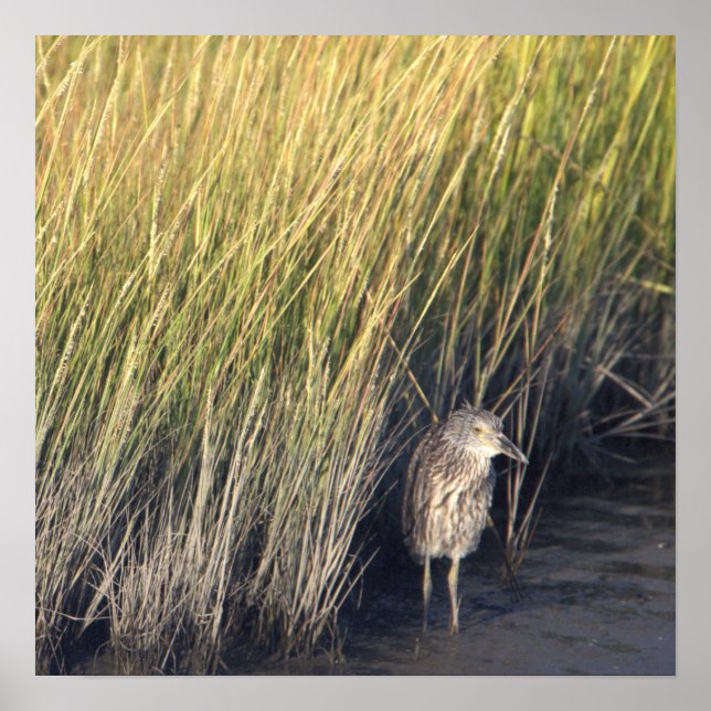Heron im Grasplakat Poster (Vorne)