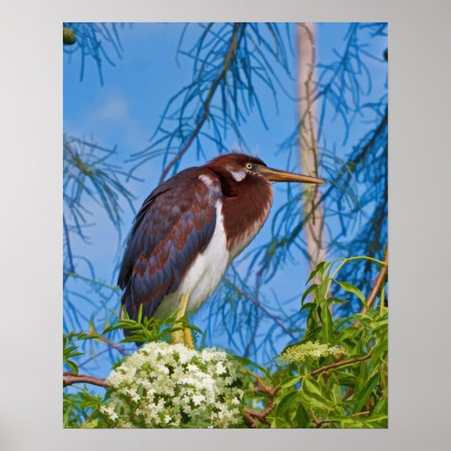 Heron in einem Baum verfärbt Poster (Vorne)