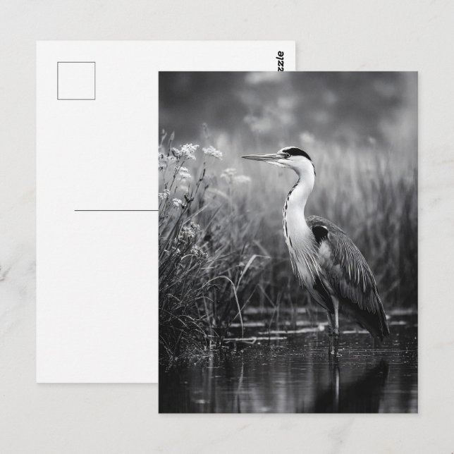 Heron in Marsch Schwarz und Weiß Postkarte (Vorne/Hinten)