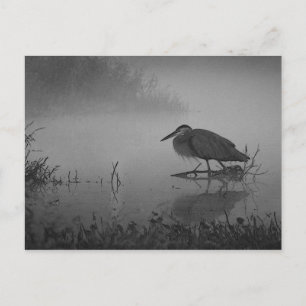 Heron Morning Postcard Postkarte