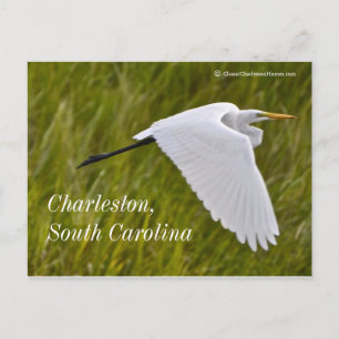 Heron of Charleston Postkarte