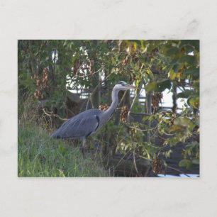 Heron Postkarte