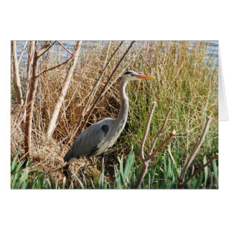 Heron Profite Du Soleil