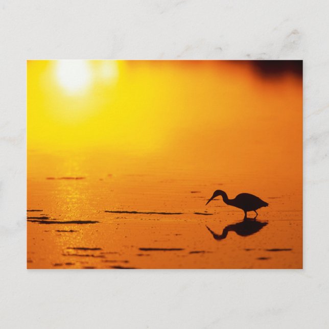 Heron Silhouette bei Sonnenuntergang, Florida Postkarte (Vorderseite)