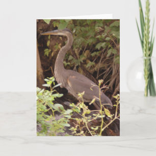 Heron sitzt unter einem Baum am Fluss Karte
