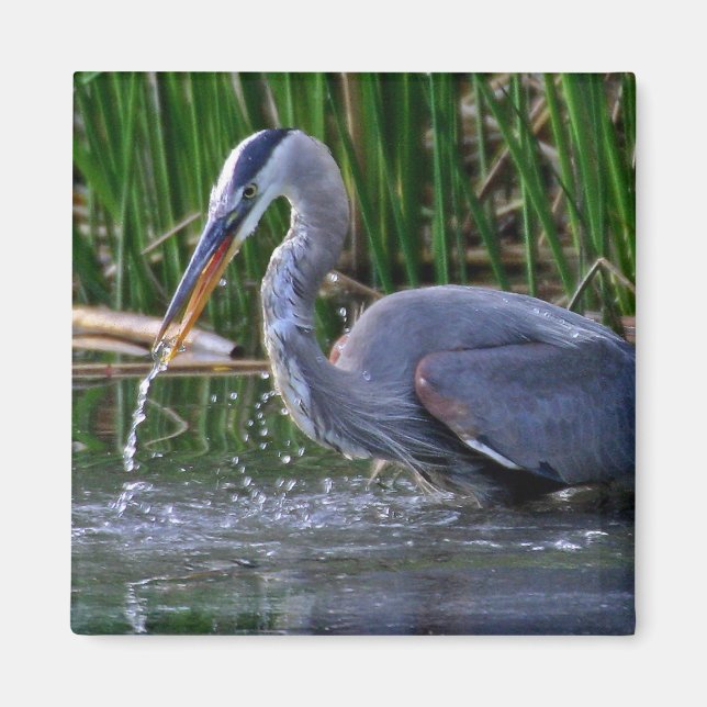 Heron Splash Magnet (Vorne)