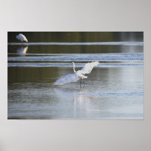 Heron Spreading Wings Foto Poster