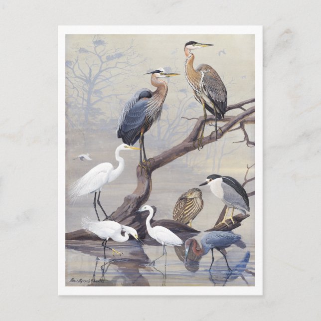 Heron und Egret Vintag Postcard Postkarte (Vorderseite)