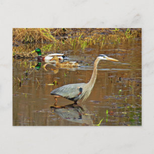 Heron und Mallards Postkarte