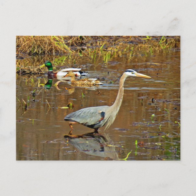 Heron und Mallards Postkarte (Vorderseite)