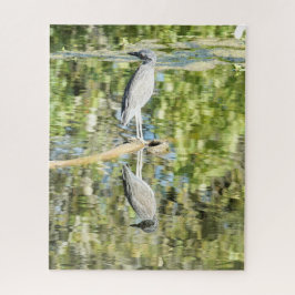 Heron (und Reflektion am Teich; Natur