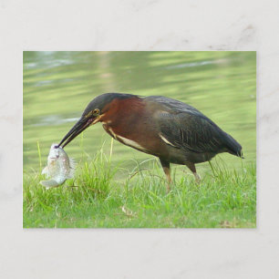 Heron vert avec carte postale de poisson