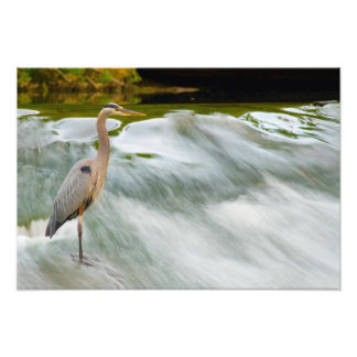 Heronfischerei bei Olmstead Falls, Ohio Fotodruck