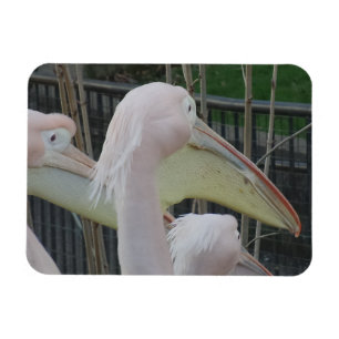 Herons 3"x4" Magnet