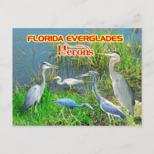 Herons of Everglades National Park, Florida Postkarte