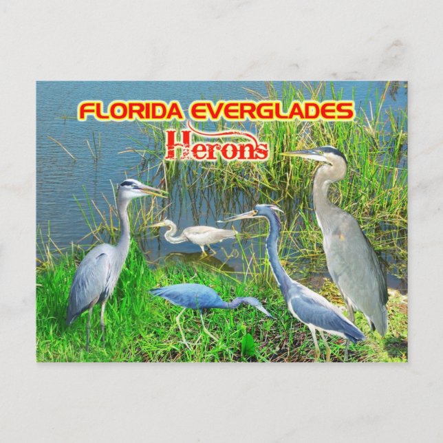 Herons of Everglades National Park, Florida Postkarte (Vorderseite)