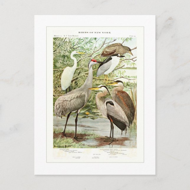 Herons Postkarte (Vorderseite)