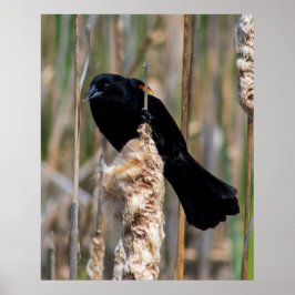 Herr Amsel Poster