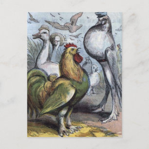 "Herr Bantam" Vintage-Illustration Postkarte