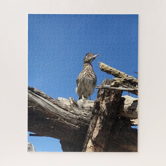 Herr Coyote zusehen (Vertikal)