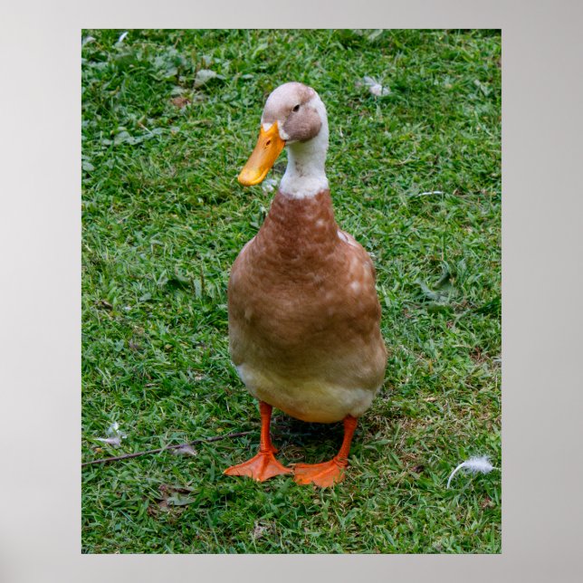 Herr Duck Poster (Vorne)
