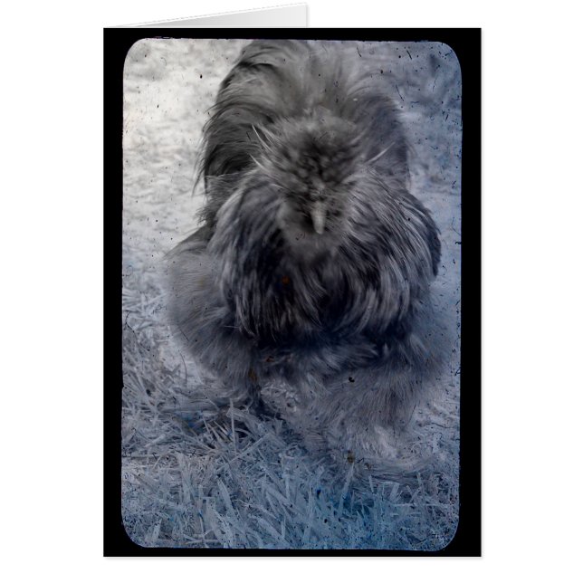 Herr Fluffy Silkie Rooster 2 (Vorne)