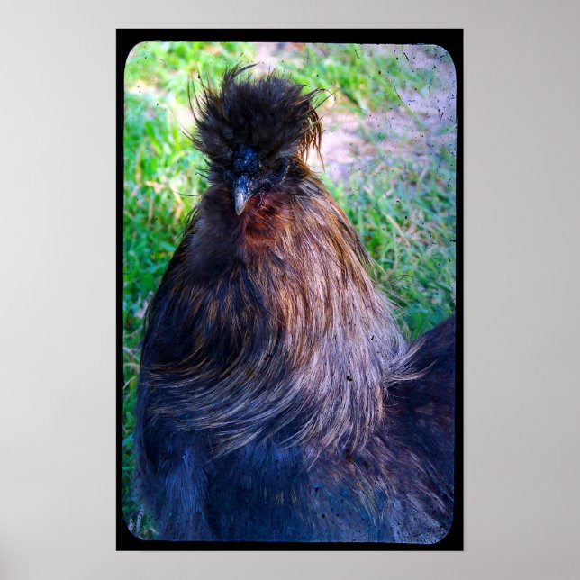 Herr Fluffy the Silkie Rooster Poster (Vorne)