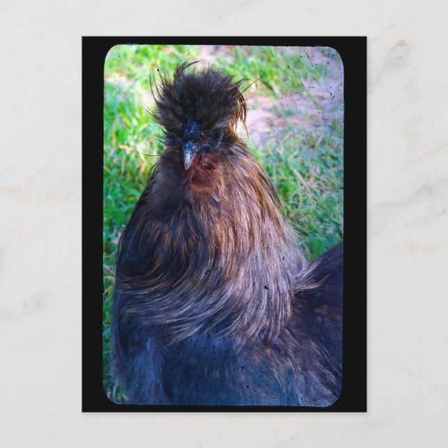 Herr Fluffy the Silkie Rooster Postkarte (Vorderseite)