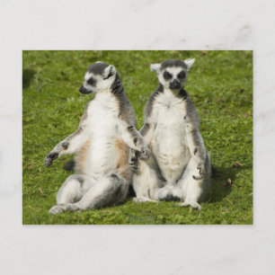 Herr & Frau Lemur Postkarte