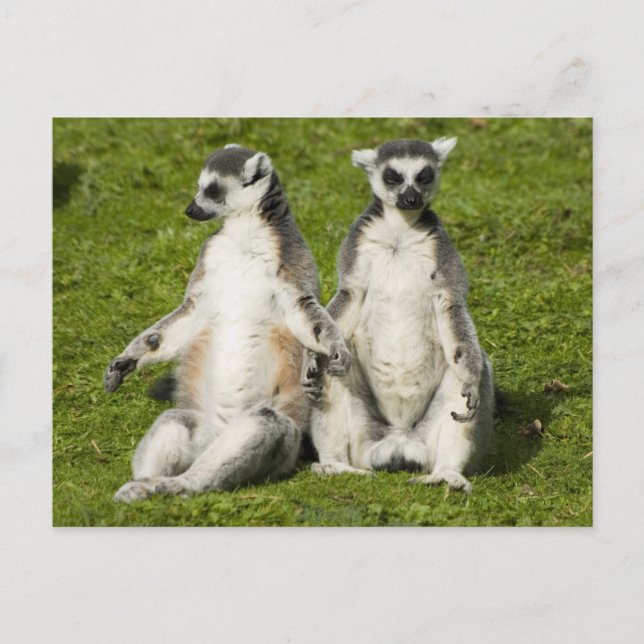 Herr & Frau Lemur Postkarte (Vorderseite)