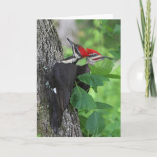 Herr & Frau Pileated Woodpecker Grußkarte Karte