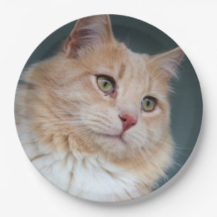 Herr Handsome Pappteller