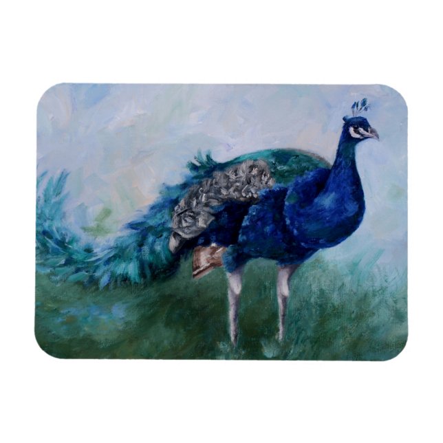 Herr Peacock Magnet (Horizontal)