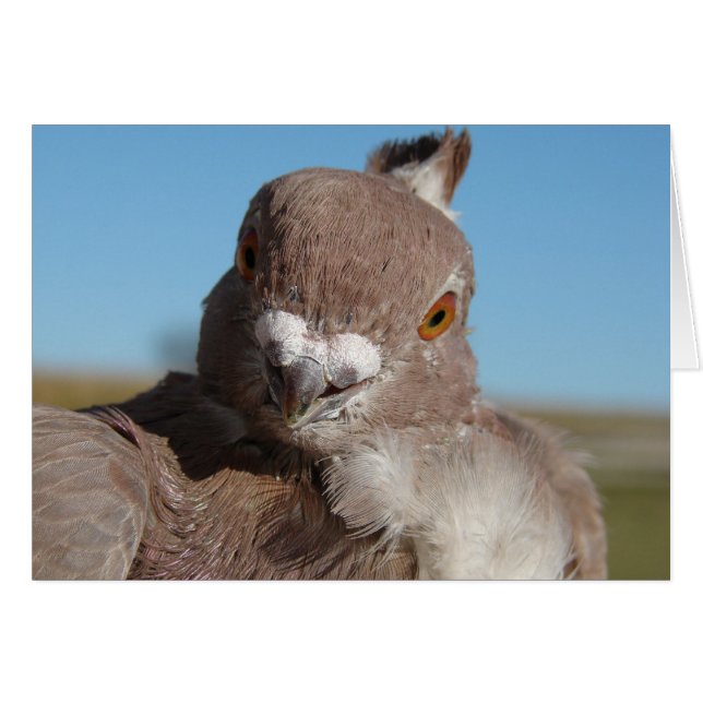 Herr Pigeon (Vorderseite (Horizontal))