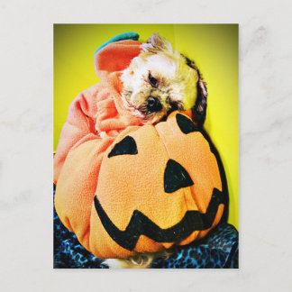 Herr Puppy Pumpkin Postkarte