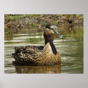Herr Quack Poster