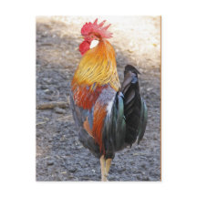 Herr Rooster
