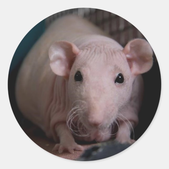 Herr Wiggles Runder Aufkleber (Vorderseite)