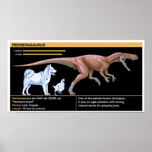 Herrerasaurus - Biologie Dinosaurier Jura Poster