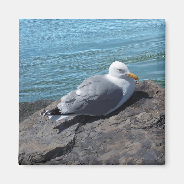 Herring Gull auf Rock Jetty Magnet (Vorne)