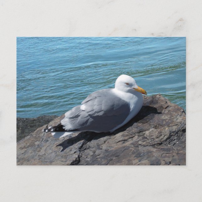 Herring Gull auf Rock Jetty Postkarte (Vorderseite)