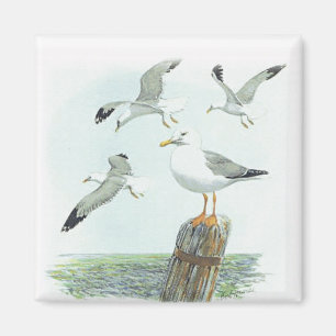 Herring Gull Magnet